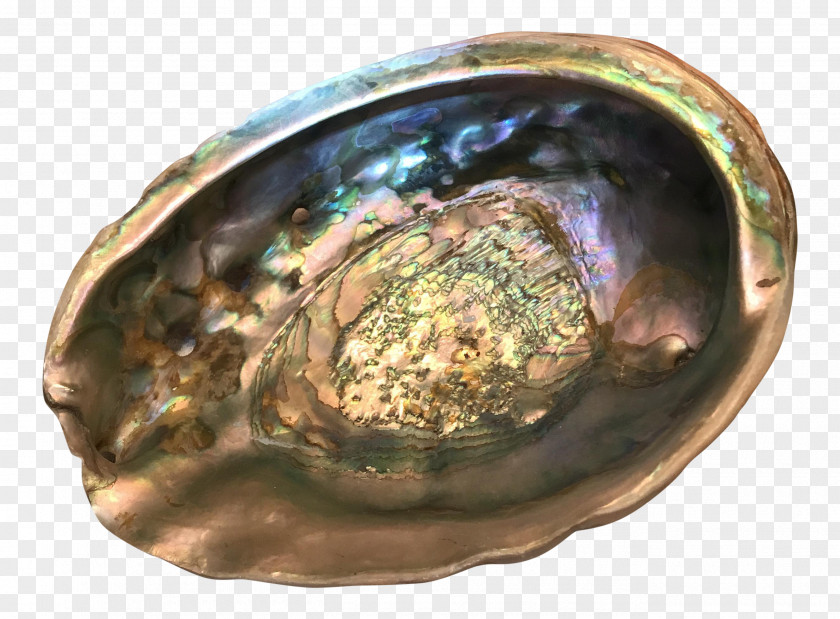 Metal Abalone PNG