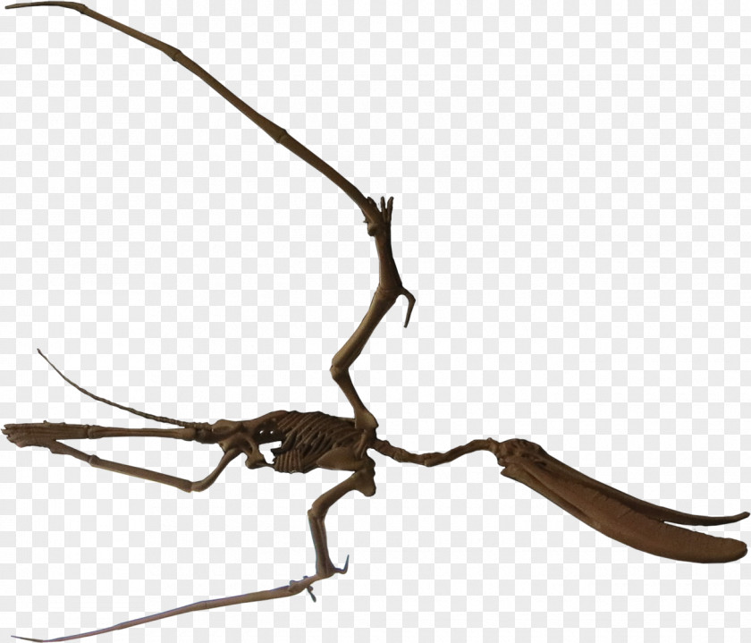 Pterodaustro Lagarcito Formation Pterosaurs Early Cretaceous Dinosaur PNG