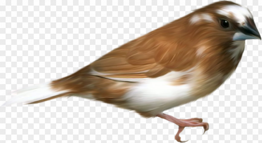 Bird Hummingbird Sparrow Clip Art PNG