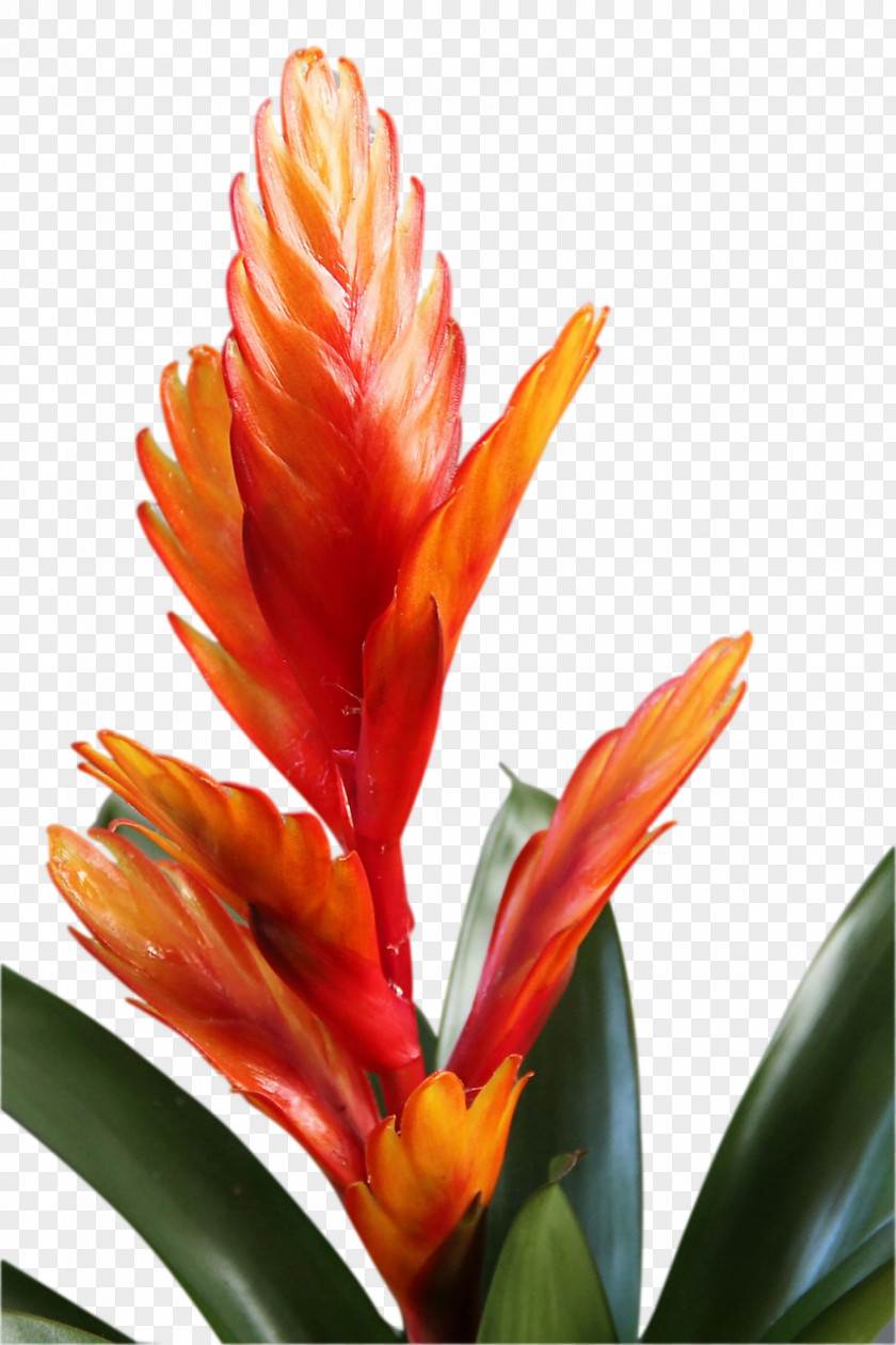 Flower Bromelia Plant Stem Petal PNG