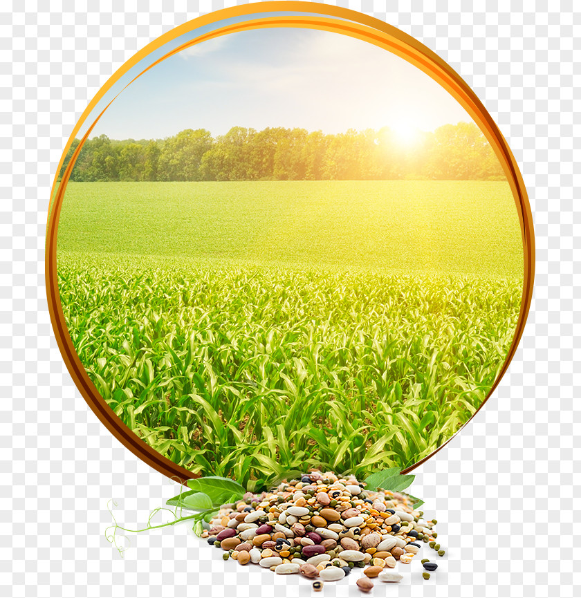 Poster Agriculture Image Crop Rural Area PNG