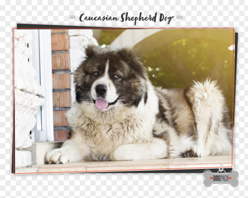 Cane Corso Caucasian Shepherd Dog Pyrenean Mastiff Karakachan Breed Central Asian PNG