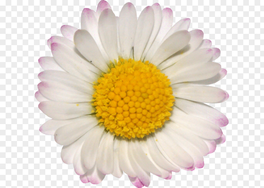 Chamomile Common Daisy Oxeye Family PNG