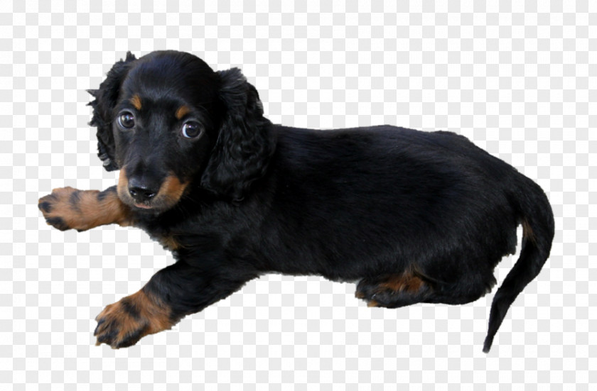 Dachshund Puppy Jack Russell Terrier Yorkshire Dog Breed PNG