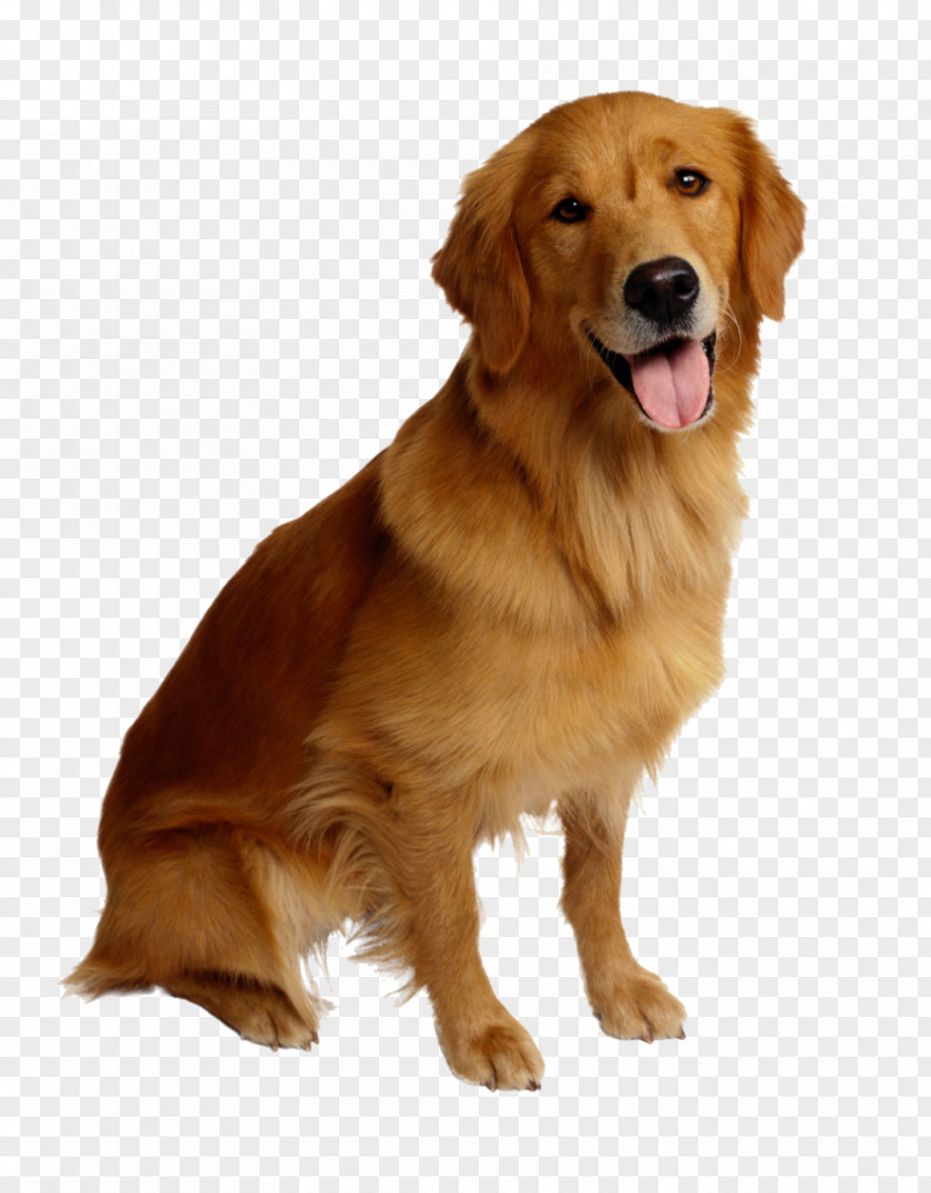 Dogs Golden Retriever Pet Sitting Cat PNG