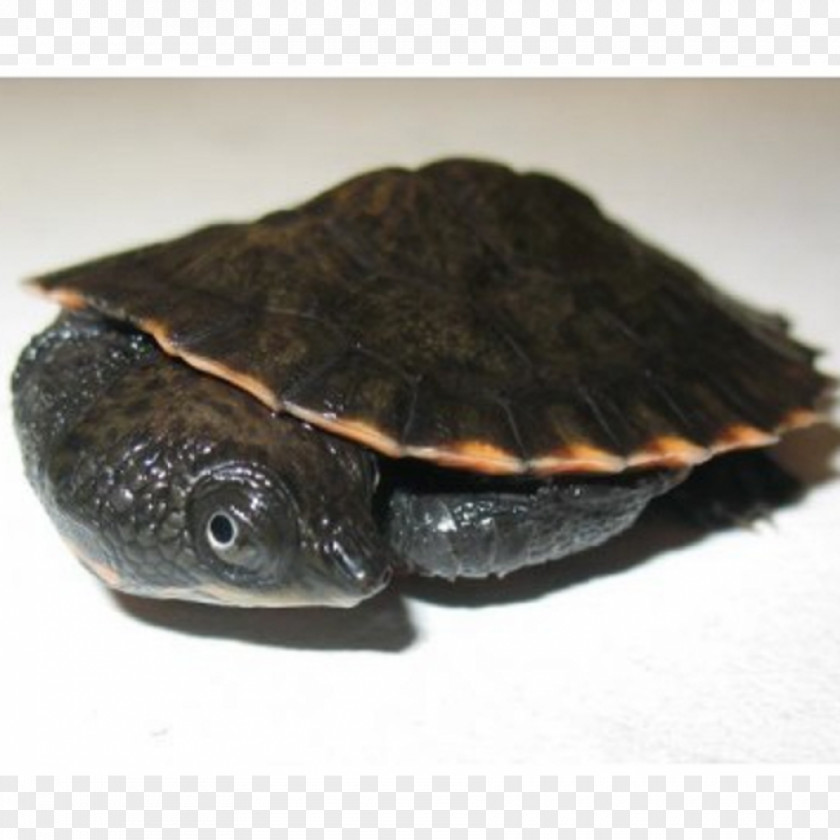 Turtle Common Snapping Box Turtles Sea Saw-shelled PNG