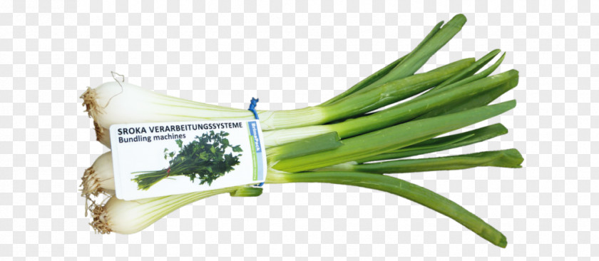 Vegetable Allium Fistulosum Sroka Verarbeitungssysteme Scallion Herb PNG