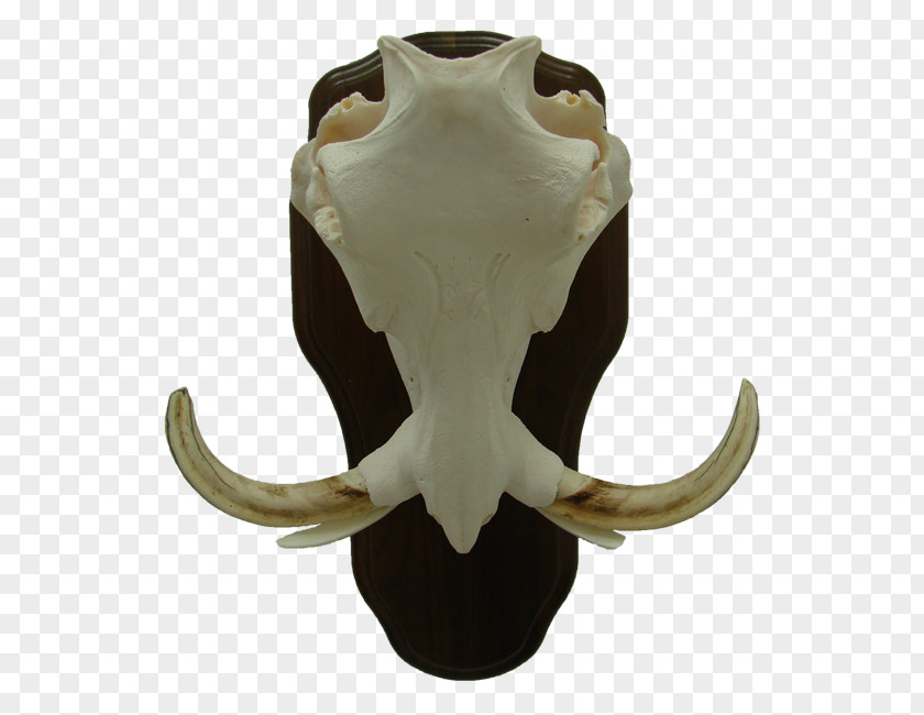 Warthog Cattle Jaw Jeffrey Horn PNG