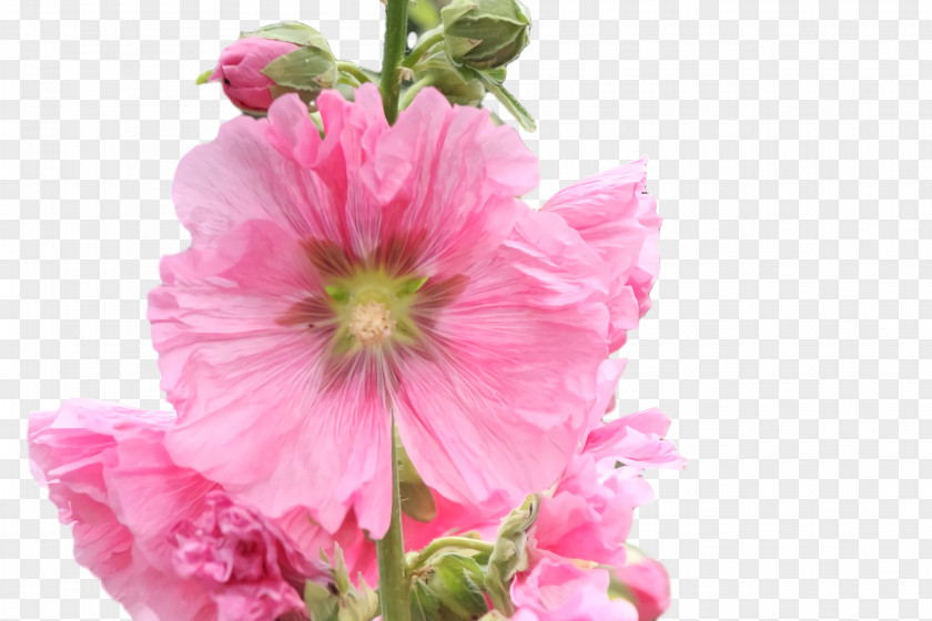 Annual Plant Cut Flowers Herbaceous Hollyhock Plants PNG