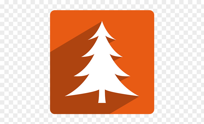 Christmas Tree Fir Spruce PNG