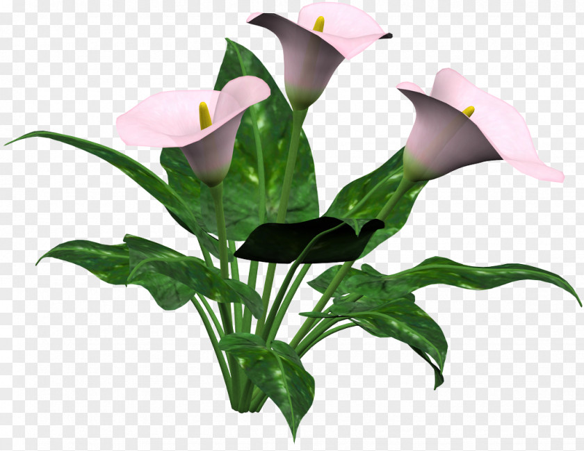 Flower Arum Lilies Arum-lily Lilium PNG
