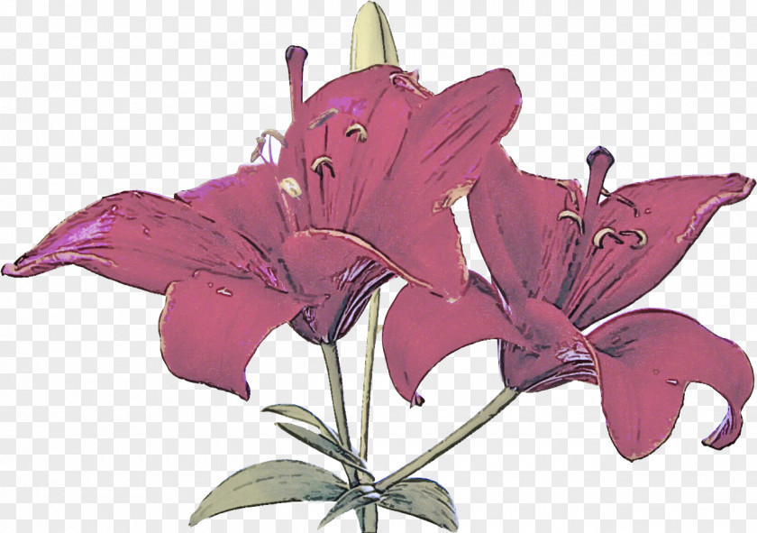 Petal Violet Flower Lily Plant Pink Purple PNG