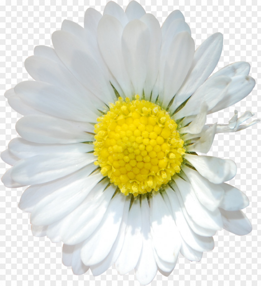 White Flower Common Daisy Floristry Lilium Transvaal PNG