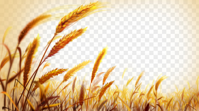 Beautiful Golden Wheat Field Wallpaper PNG