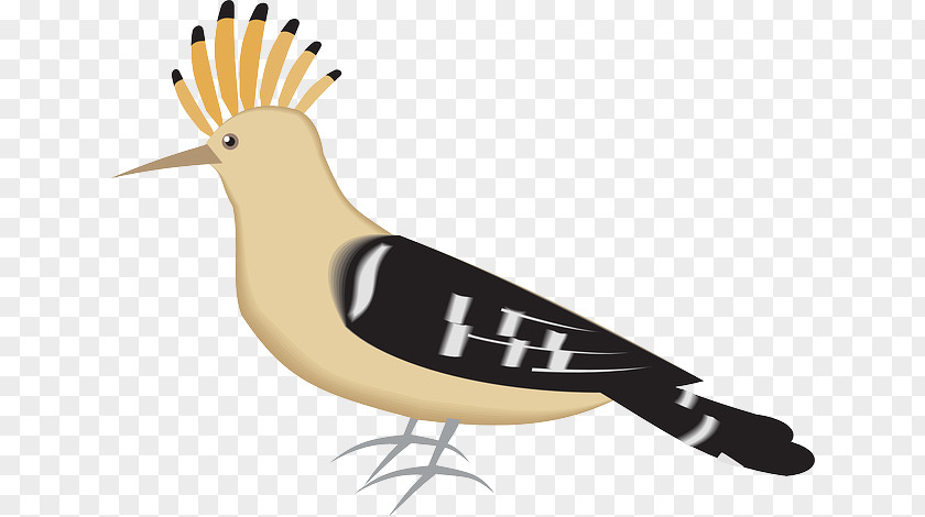 Bird Bryanston Sports Club Eurasian Hoopoe Clip Art PNG