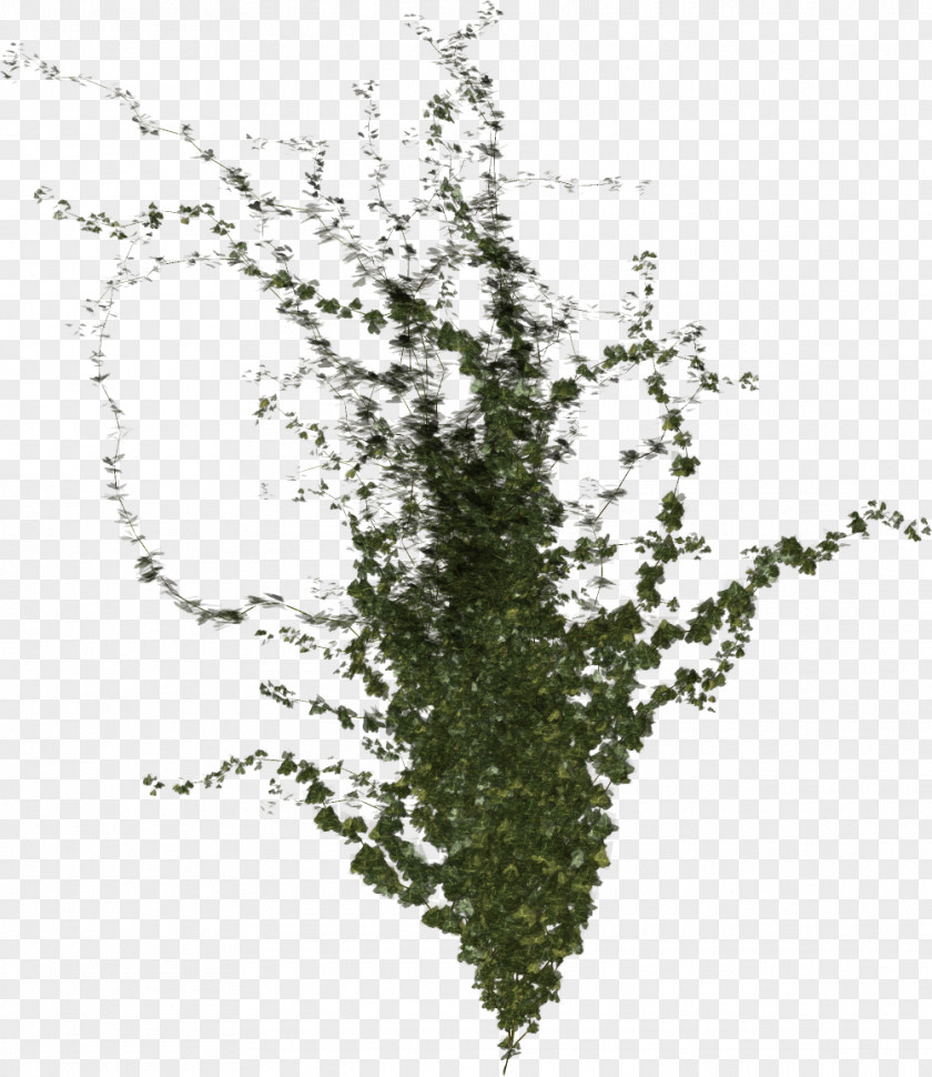 Comment Tree Branch Twig Leaf Shrub PNG