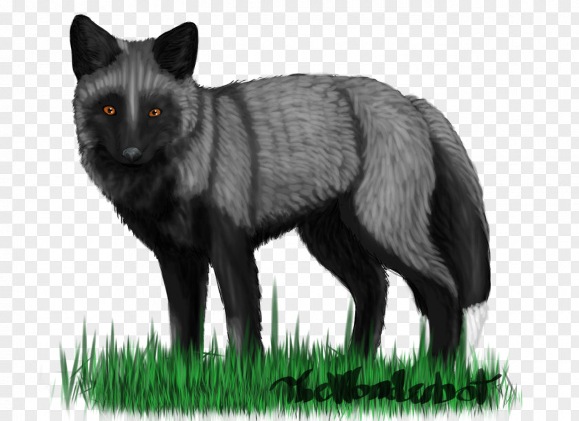 Fox Red Gray Wolf Whiskers Fur Snout PNG