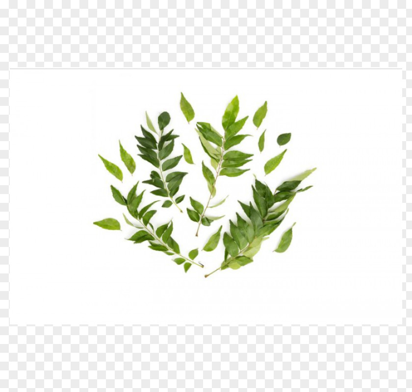 Leaf Herb Plant Stem Branching PNG