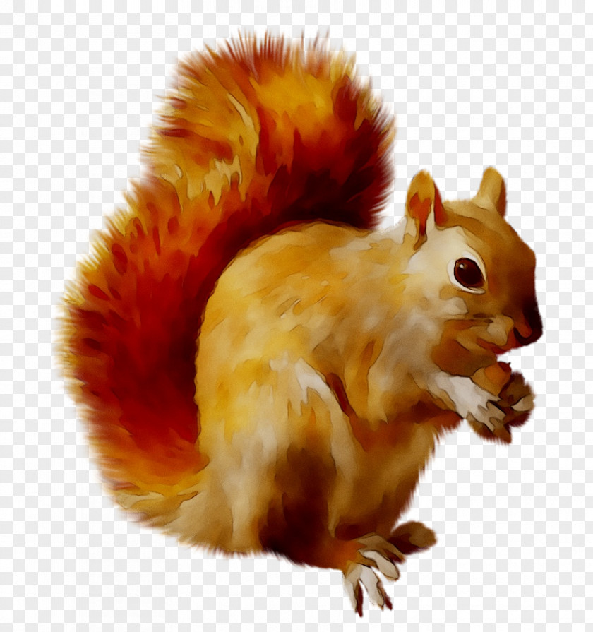 Squirrel Clip Art Transparency Image PNG
