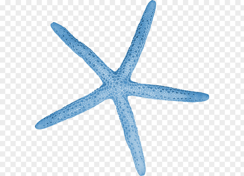 Starfish Invertebrate Blue Cartoon Color PNG