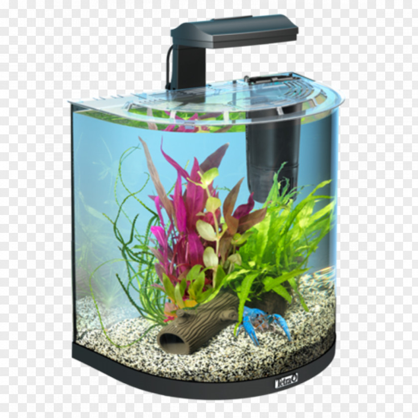 Aquarium Tetra Aquariums Nano Goldfish PNG