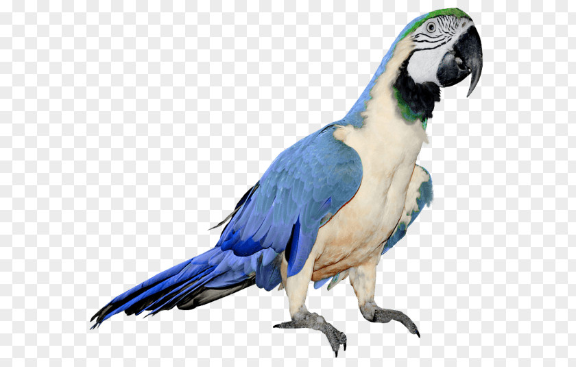 Parrot Images Download Bird Clip Art PNG