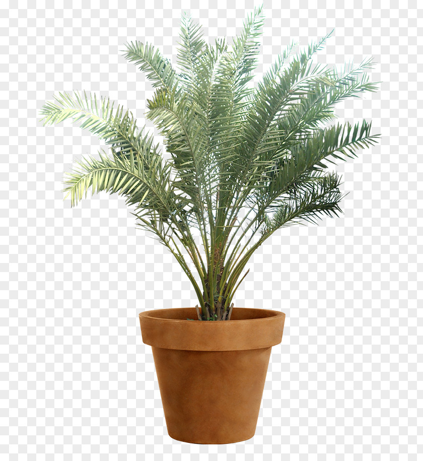 Phoenix Dactylifera Date Palm Sylvestris Arecaceae Plant Tropics PNG