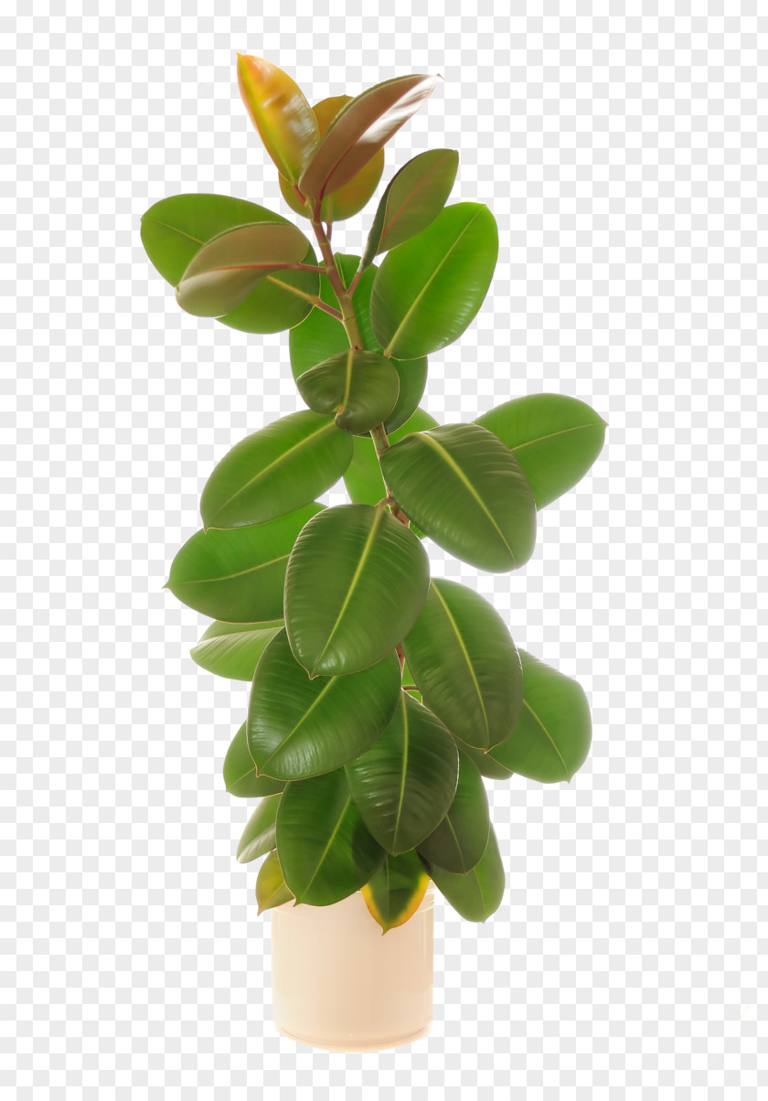 Plant Rubber Fig Weeping Common Royalty-free Natural PNG