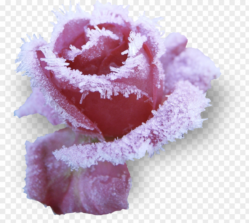 Rose Pink Drawing Flower PNG