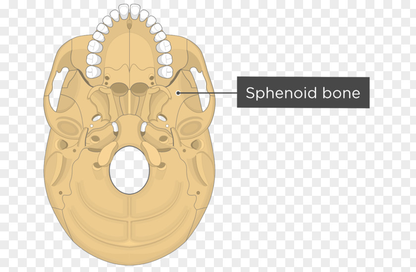 Skull Pterygoid Processes Of The Sphenoid Medial Muscle Bone Lateral PNG