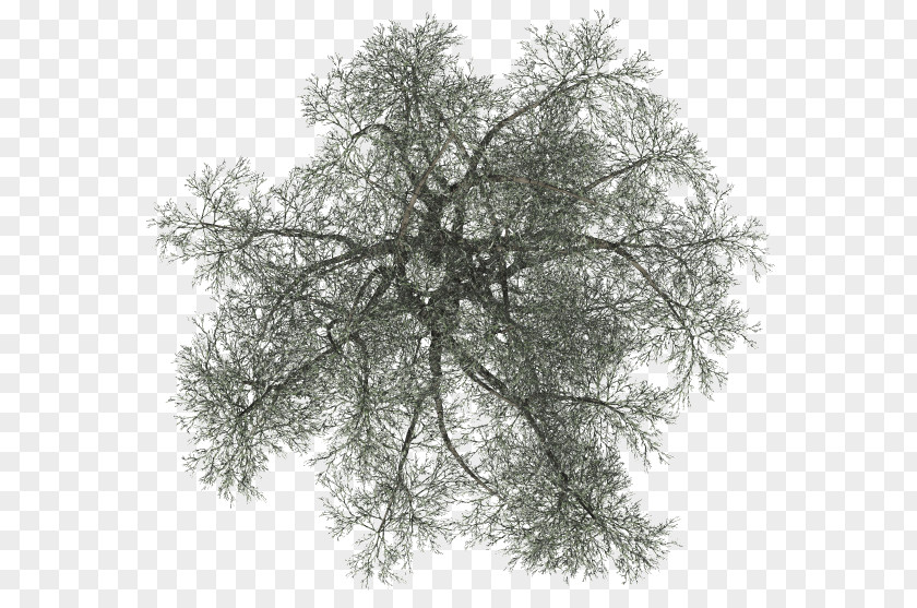 Tree Woody Plant Branch PNG
