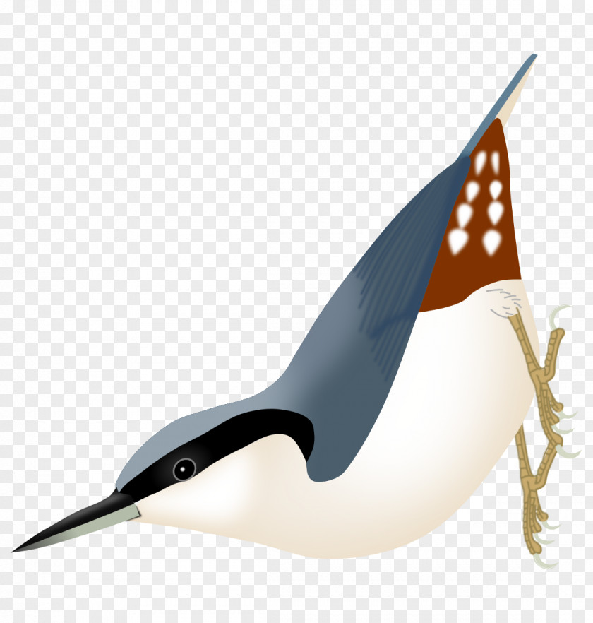 Bird Passerine Beak Eurasian Nuthatch Algerian PNG