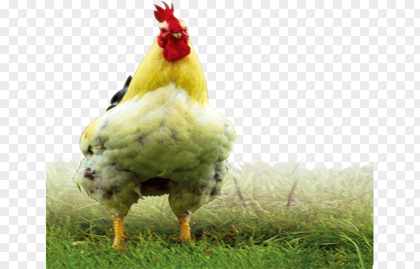 Cock Rooster Chicken Meat Fauna Beak PNG