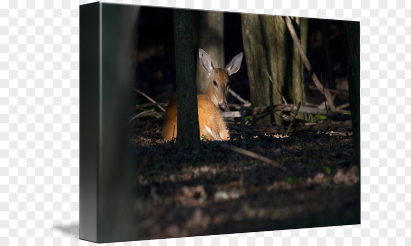 Deer /m/083vt Wood Wildlife Tail PNG