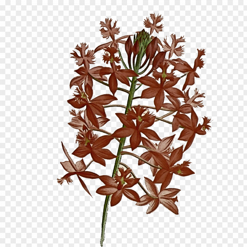 Floral Design PNG