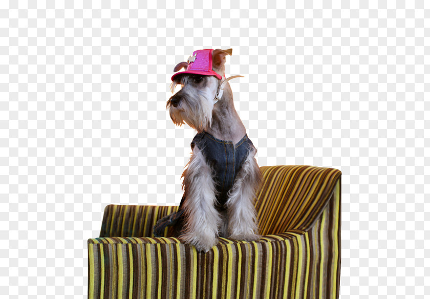 Marketing Miniature Schnauzer Dog Breed Advertising Agency PNG
