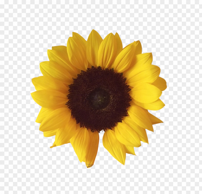 Sunflower Common Image File Formats Clip Art PNG