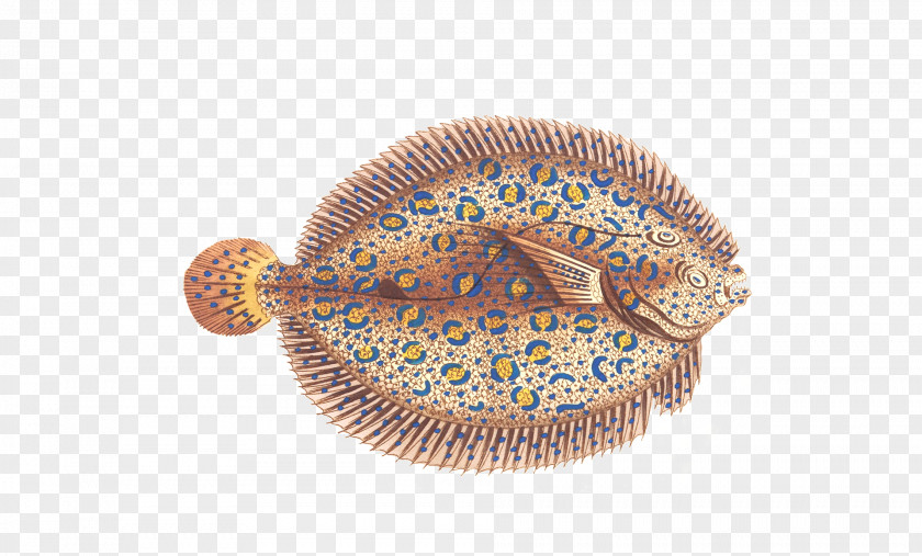 Colorful Fish Exotic Shorthair Jellyfish Animal PNG