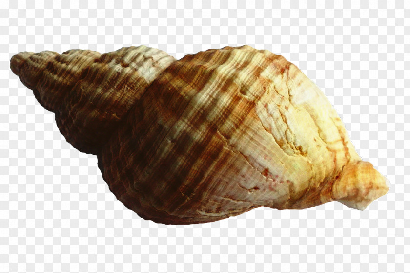 Food Bivalve Beach Background PNG