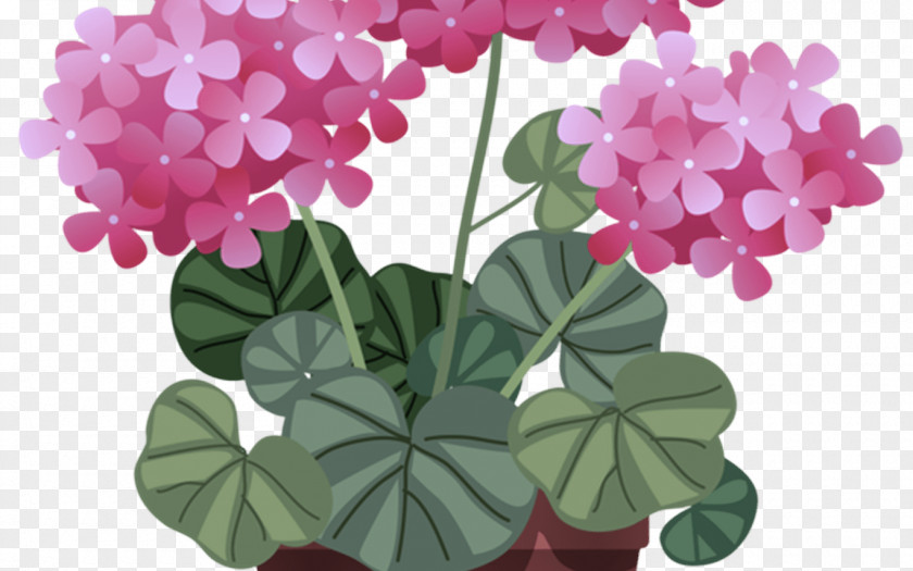 Geranium Houseplant Flower Plant Petal Pink Leaf PNG