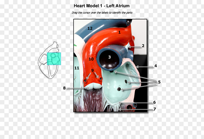 Heart Atrium Human Anatomy Circulatory System PNG