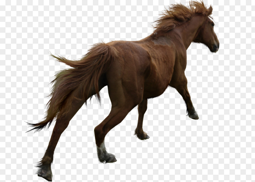 Mustang Mane Breyer Animal Creations Pony Model Horse PNG