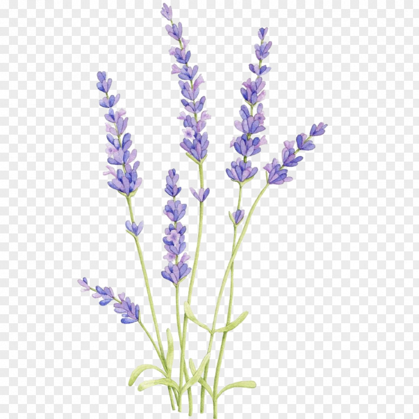 Painting English Lavender Watercolor: Flowers Drawing Botanical Illustration Watercolor PNG