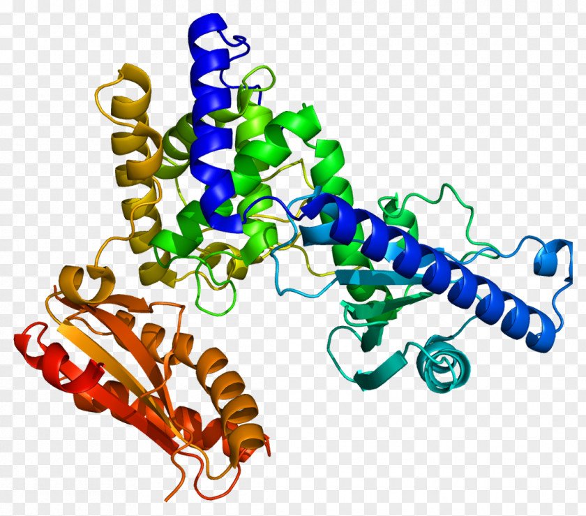 PAPOLA FIP1L1 Polynucleotide Adenylyltransferase Protein CPSF1 PNG