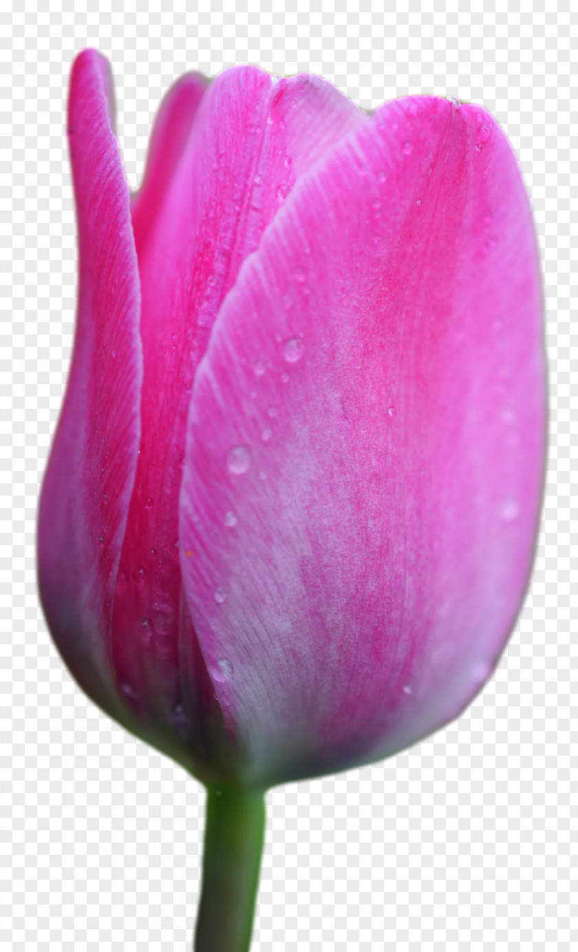 Plant Stem Tulip Lilies Petal Bud PNG