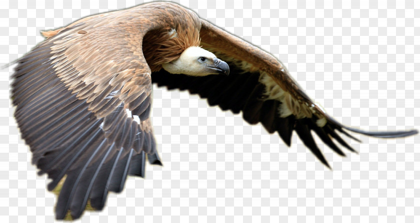 Bird Of Prey Owl Goose Feather PNG