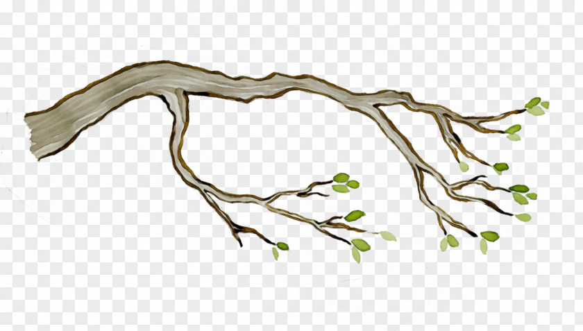 Branch Twig Tree Leaf Plant PNG