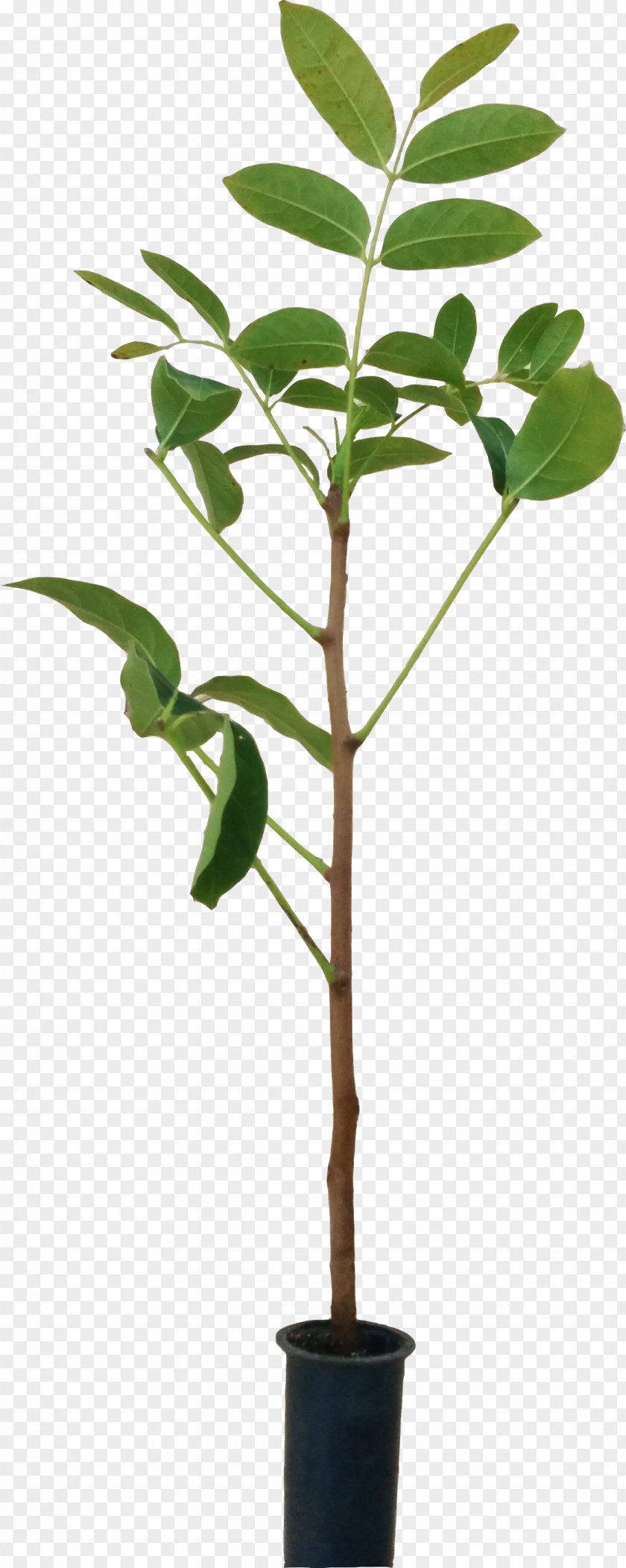 Leaf Flowerpot Houseplant Plant Stem Branching PNG