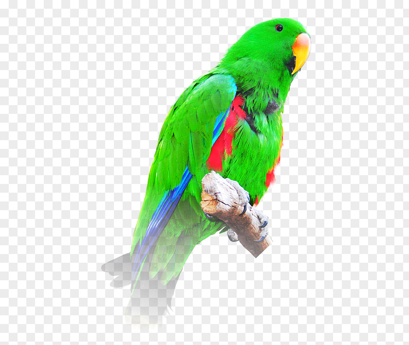 Lord Krishna Budgerigar Bird Macaw Loriini Eclectus Parrot PNG