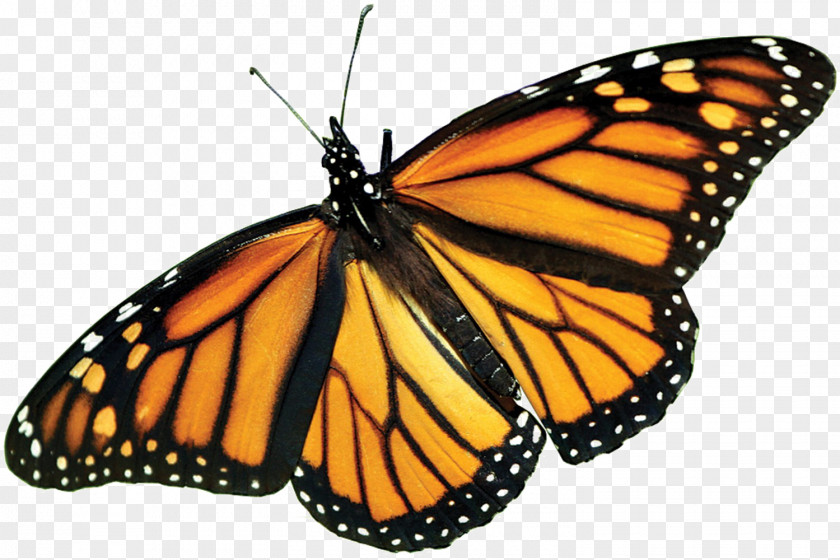 The Monarch Butterfly: International Traveler Insect Milkweed Butterflies PNG